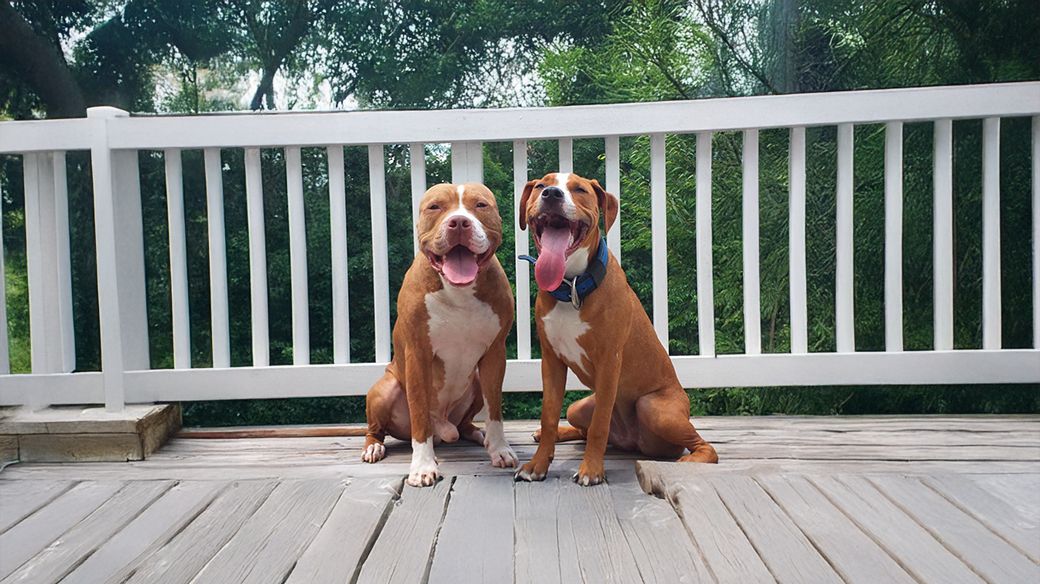 Calm dog after behavioral training